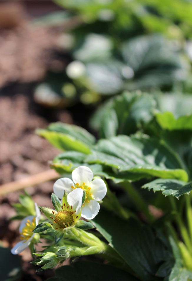 Hochbeet-Erdbeeren-anbauen-Blüte-blog-jennadores-Garten-Superfood-Healthy-urbangardening-frühjahr