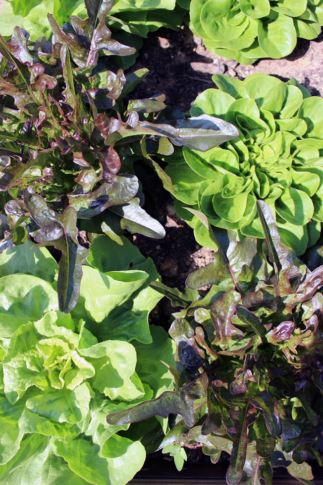 Hochbeet-Salat-anbauen-blog-jennadores-garten-Superfood-Healthy-urbangardening-frühjahr