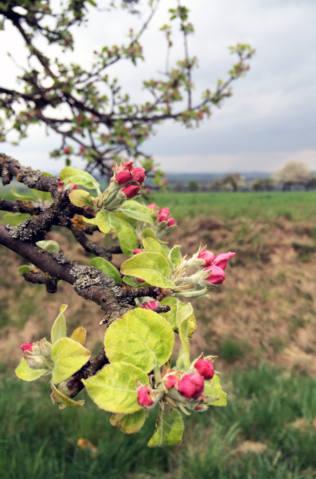 Apfelblüte-Wehrheim-Apfeldorf-Blog-Jennadores-Rezept-rosa-Blüten-Frühling-Hessenpark
