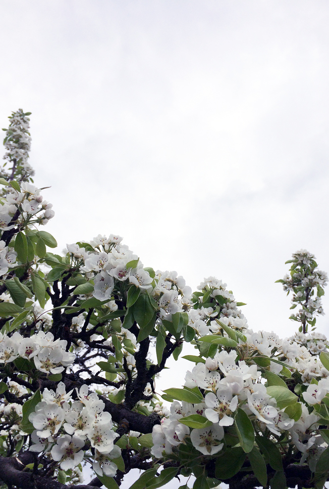 Apfelblüte-Wehrheim-Apfeldorf-Blog-Jennadores-Rezept-weiße-Blüten-Frühling-Hessenpark