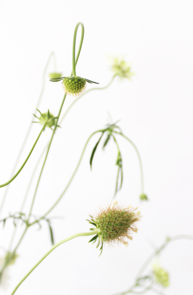 scabiosa-weiss-blog-jennadores-tablesetting