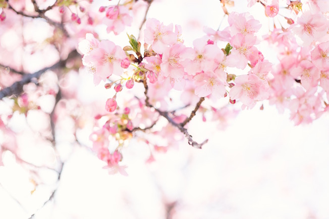 Kirschblüte, Japan, Frühling, gute Laune