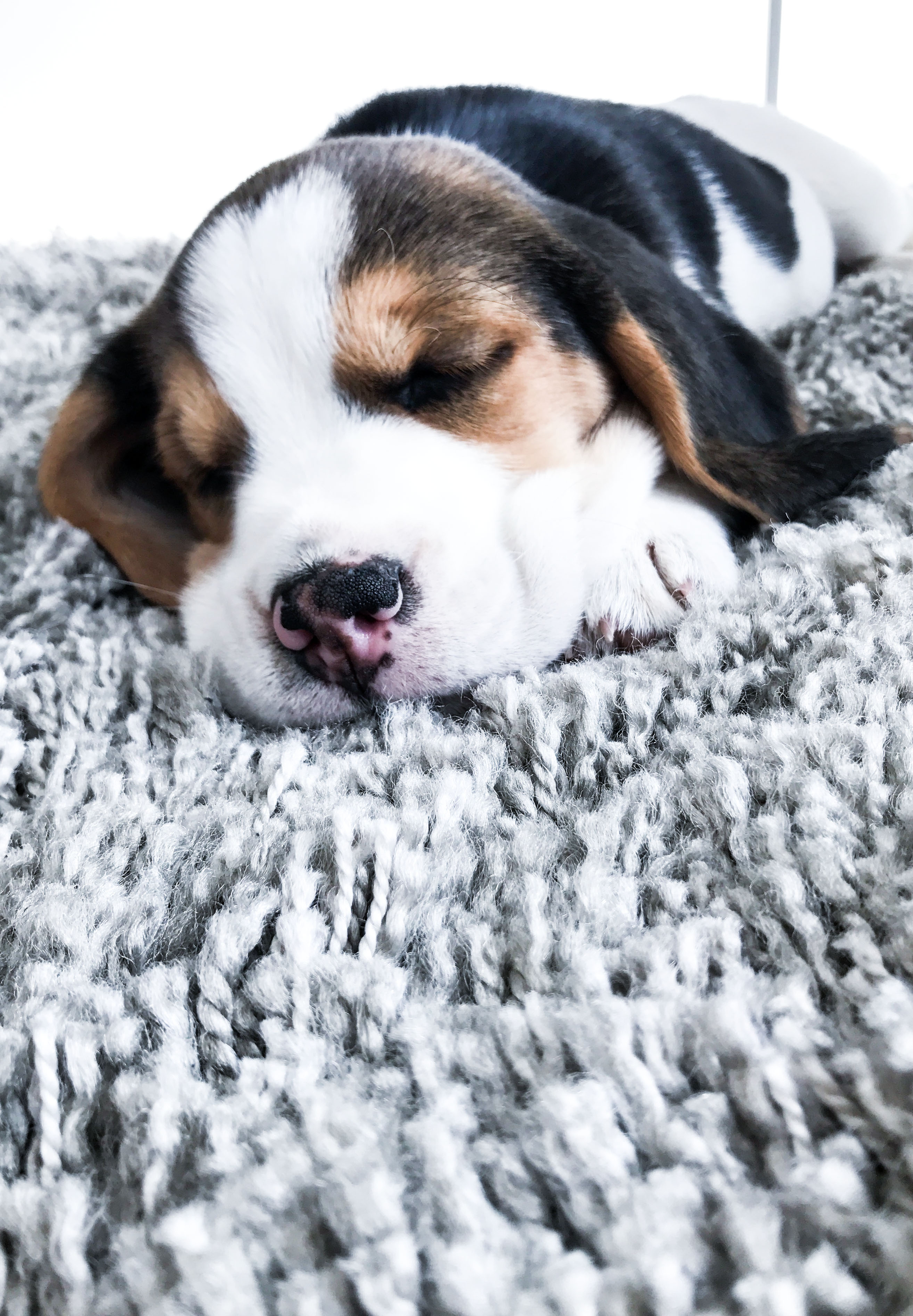 Beagle, Welpe, neun Wochen, tricolor, Rüde, schlafen